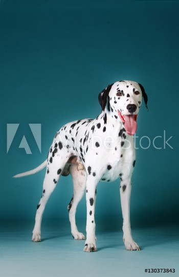 Picture of Dalmatian dog with tongue out